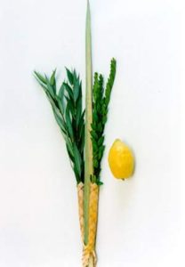 lulav